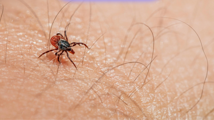 Detectan caso del Virus Bourbon.