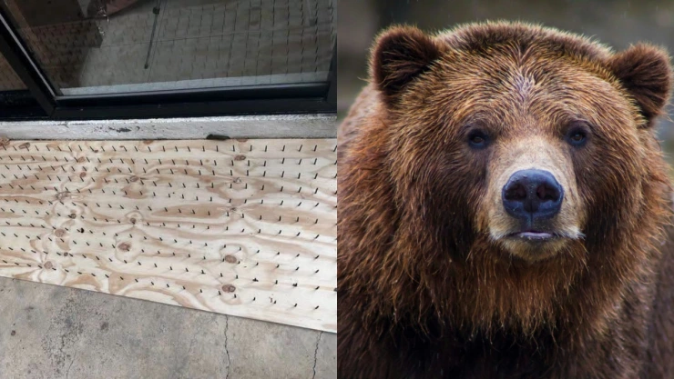 Tablas con clavos y oso.