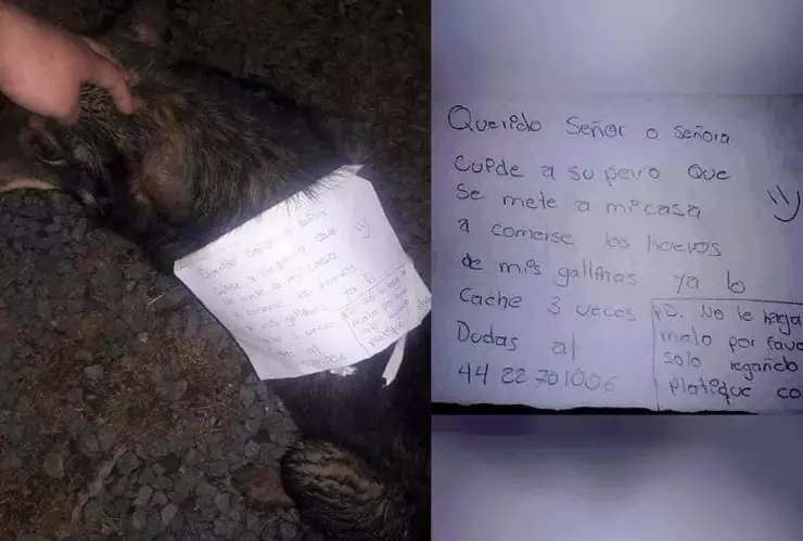 Mandan mensaje a dueño de perro que roba.