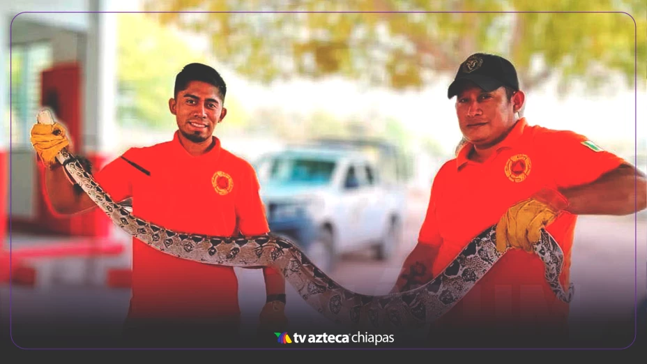 Localizan boa Venustiano Carranza