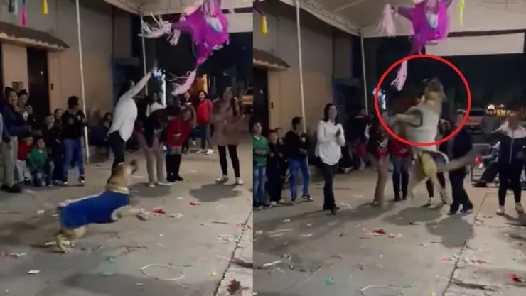 perrito-posada-piñata.jpeg
