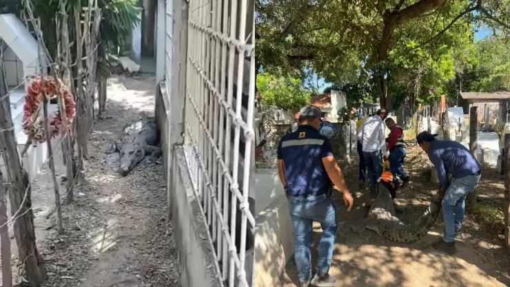 Avistan cocodrilo en el panteón de Eldorado