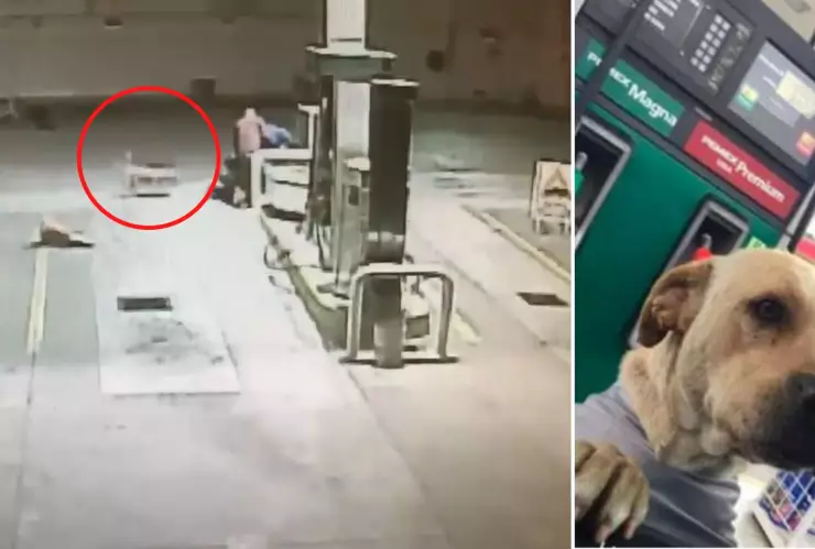 perrito adoptado por gasolinera ayuda a trabajador en un intento de asalto.jpg