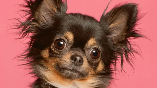 ¿Cuáles son las razas de perros más propensas a enfermarse? ¿Cuáles son las razas de perros más propensas a enfermarse?