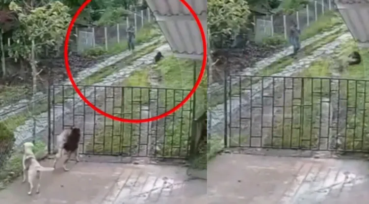 Hombre asesina a balazos a un perrito en Colombia.