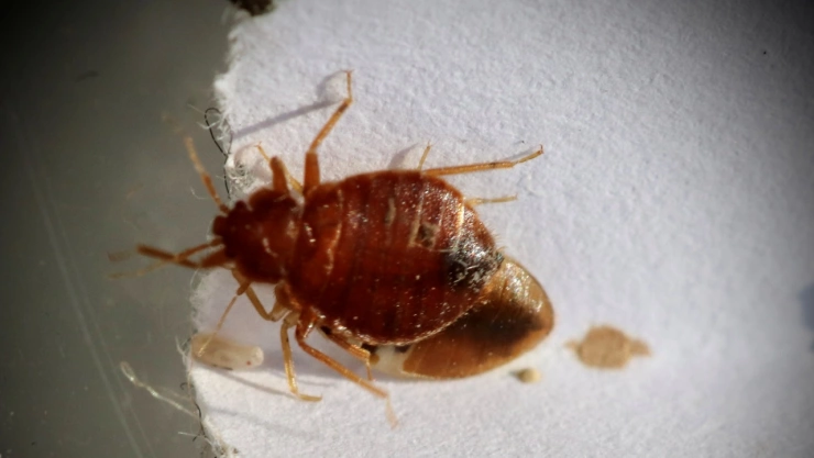 Temporada de chinches en México: la guía más efectiva para eliminarlas con temperatura exacta