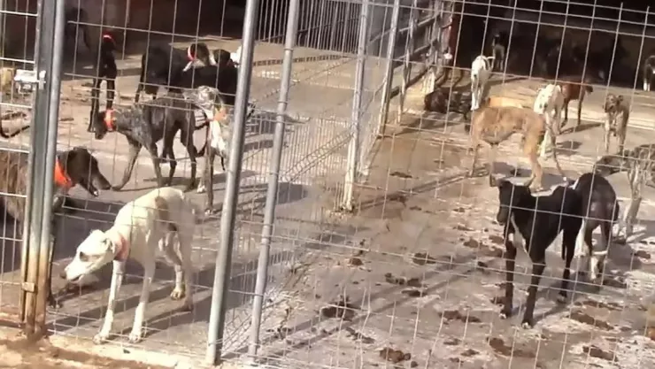 Detienen a veterinario que mató a cientos de perros y gatos para vender su sangre