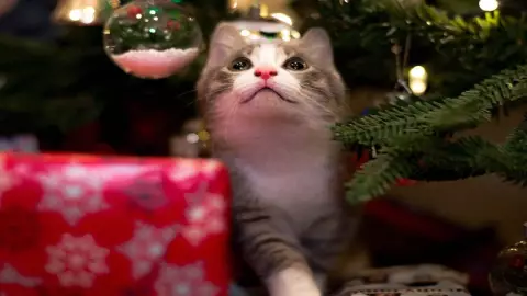 Truco para evitar que los gatos sean atraídos por el árbol de Navidad