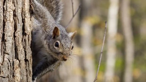 ardilla pueblo gales.jpg