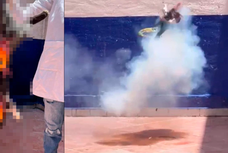 Estudiantes de Criminología en Guanajuato hacen explotar a un gato