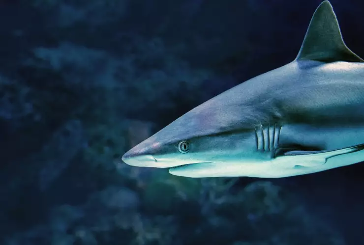 Tiburón dentro del agua.