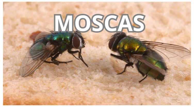 Moscas