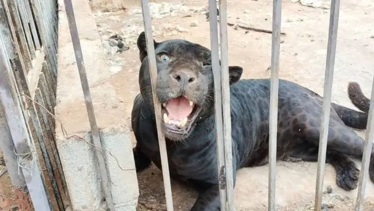 Jaguar arranca un brazo a niña en Chihuahua