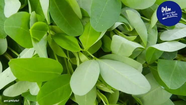 Quelite, una deliciosa planta para combatir la gastritis