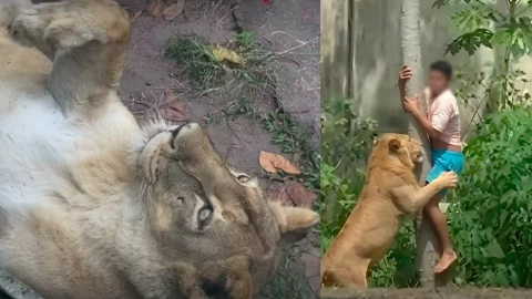 Leona ataca a joven en Brasil