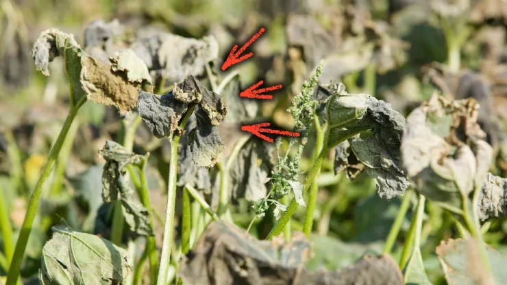/estilo-de-vida/razon-se-mueren-plantas-aromaticas