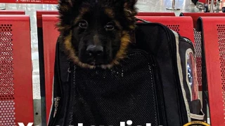 FOTOS: Perrito donado por Turquía llega a México