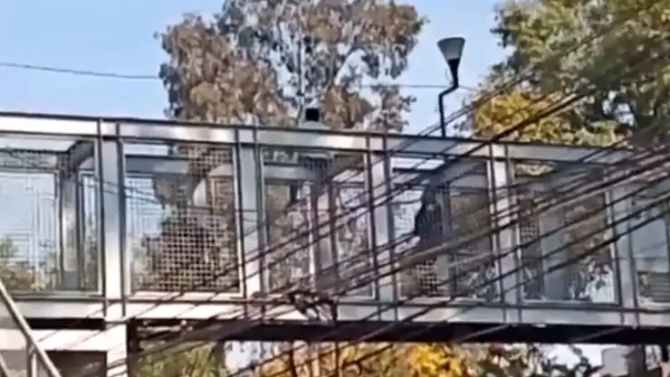policia-evita-suicidio-cdmx-.jpg