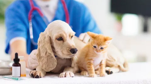 Lanzan iniciativa para deducir impuestos por gastos veterinarios