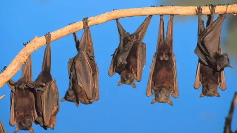Huéspedes animales del Virus Nipah