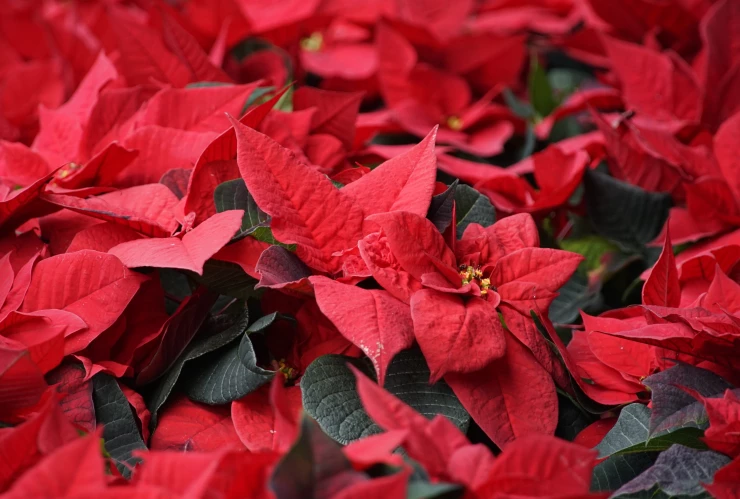 La guía definitiva para conservar el color rojo de la Nochebuena.