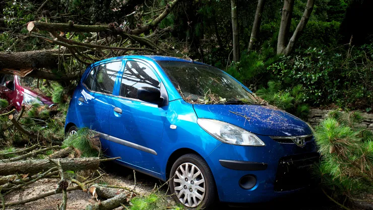 ¿Qué hacer si un árbol cae sobre tu auto durante una tormenta?