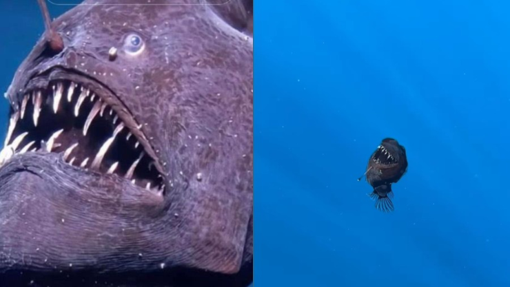 ¿Qué pasó con el Pez Diablo Negro? Su destino en un museo de Tenerife