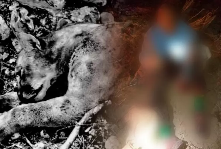 Puma contra campesino