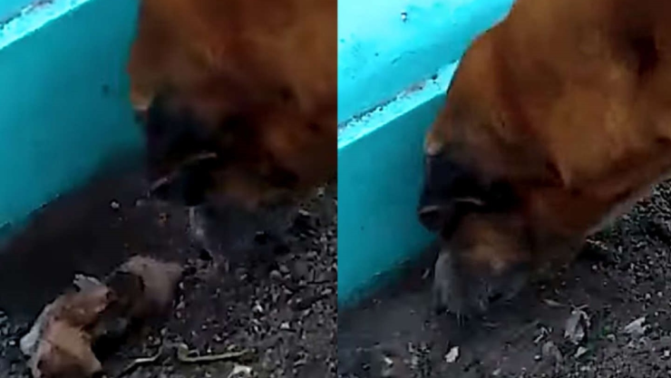 perrito entierra cachorro panteón