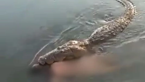 cocodrilo mata hombre