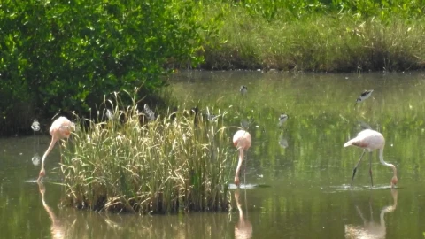 Flamingos captados en Laguna de Mandinga.