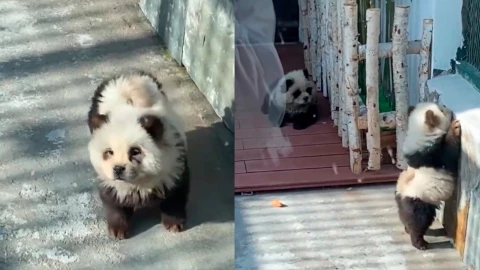 perros pintados de panda en zoológico China