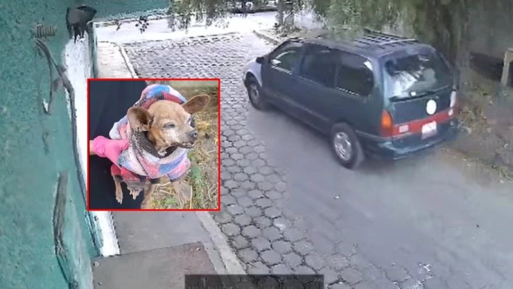 Graban a perrita Chihuahua siendo abandonada en Coacalco