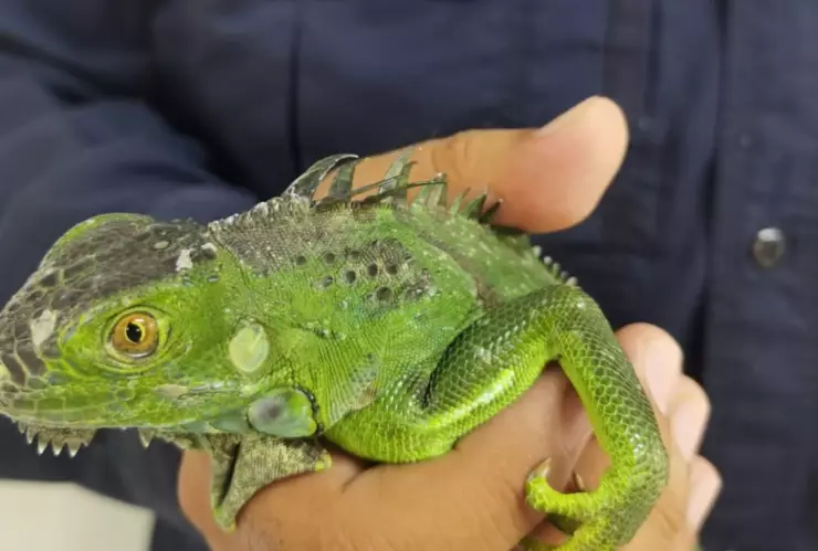 Capturan iguana al interior de un kinder en la colonia Boulevares en Aguascalientes