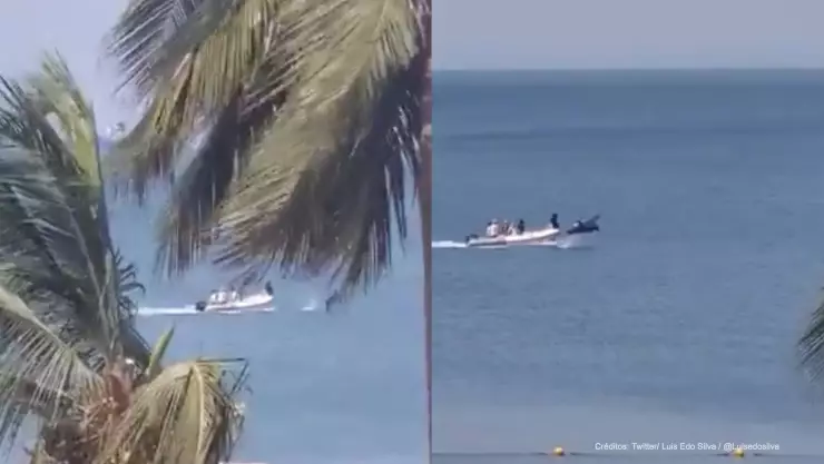 delfines salen mar .jpg