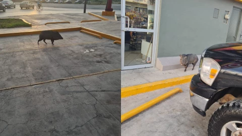 Jabalí Oxxo encuentra