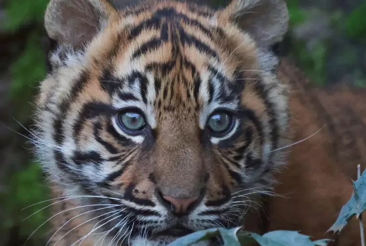 Sí, es legal tener un tigre de bengala en México y estos son los requisitos