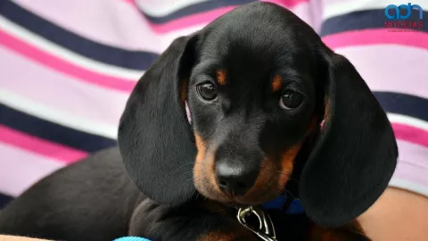 Spas para perro en CDMX