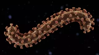 ¡ALERTA! Confirman brote de virus mortal: Así se contagia esta enfermedad