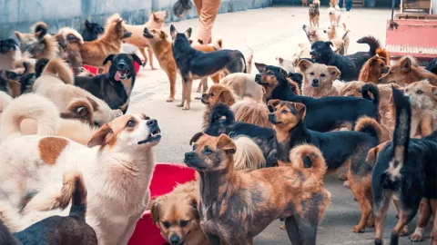 S&iacute;ndrome del ar