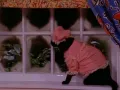 salem-saberhagen-sabrina-la-bruja-adolescente