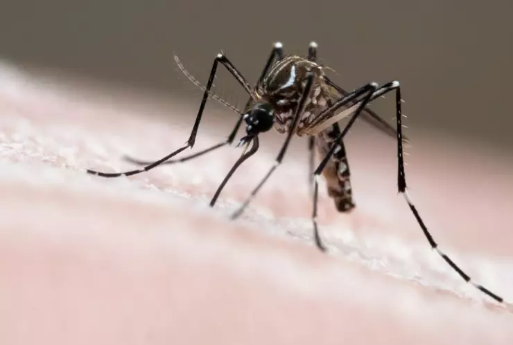 Los casos de dengue se disparan en Latinoam&eacute;rica; as&iacute; avanza en M&eacute;xico este 2024