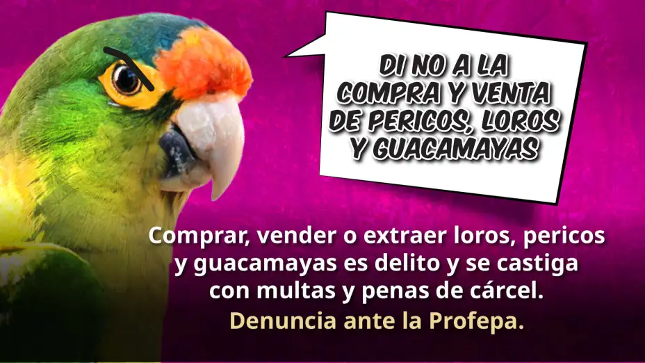 NCV_PLG.jpg