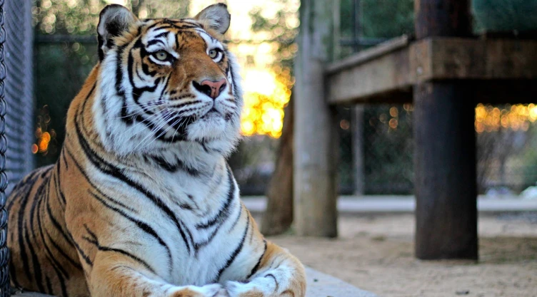 animales-desmoidados-natural-bridge-zoo-virginia-estados-unidos