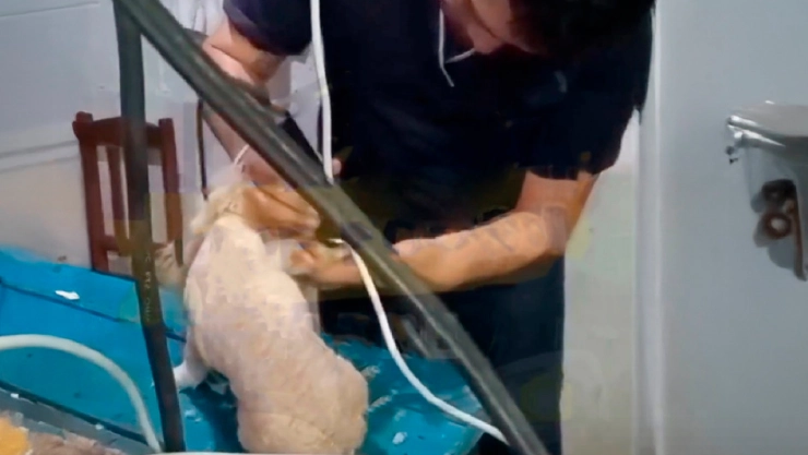 Peluquero maltrata perrito
