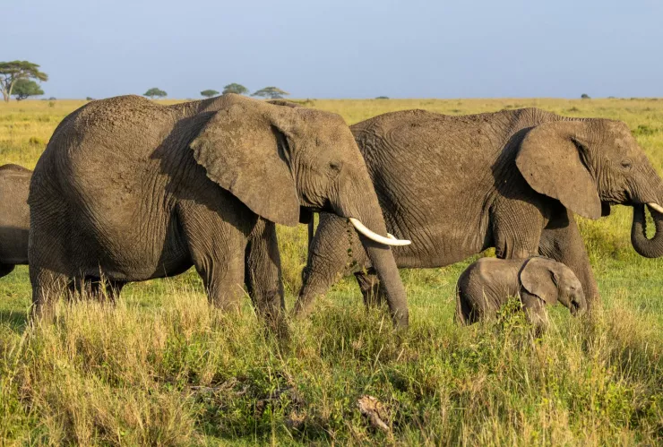 leñador muere tras BRUTAL ataque.jpg