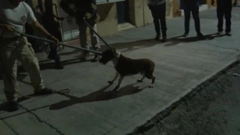 Pitbull ataca a joven en guadalajara.jpg