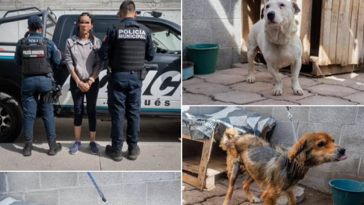 Rescatan a perritos en condiciones deplorables en El Marqués