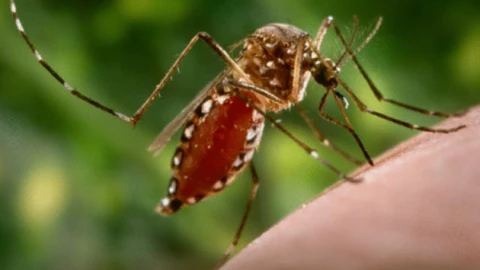 Chiapas, mosco dengue