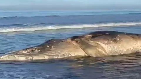 ballena navolato 15 metros.jpg